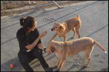 MULAN, Hund, Labrador-Mix in Spanien - Bild 6