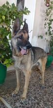 BAXTER, Hund, Malinois in Griechenland - Bild 2