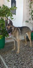 BAXTER, Hund, Malinois in Griechenland - Bild 5