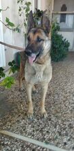 BAXTER, Hund, Malinois in Griechenland - Bild 6