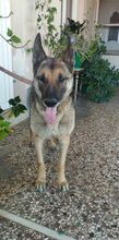 BAXTER, Hund, Malinois in Griechenland - Bild 7