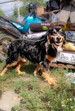 JIMMY, Hund, Mischlingshund in Griechenland - Bild 4