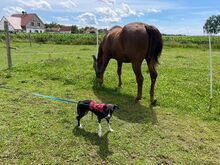 ALANI, Hund, Mischlingshund in Wörthsee - Bild 8