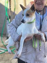 BLANQUITO, Hund, Bodeguero Andaluz in Spanien - Bild 3