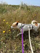 BLANQUITO, Hund, Bodeguero Andaluz in Spanien - Bild 4
