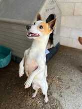 BLANQUITO, Hund, Bodeguero Andaluz in Spanien - Bild 5