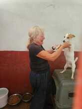 BLANQUITO, Hund, Bodeguero Andaluz in Spanien - Bild 6