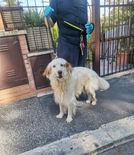 SANSONE, Hund, Irish Setter in Italien - Bild 2