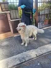 SANSONE, Hund, Irish Setter in Italien - Bild 5