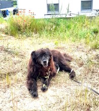 NINO, Hund, Neufundländer-Mix in Burgdorf - Bild 2