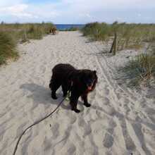 NINO, Hund, Neufundländer-Mix in Burgdorf - Bild 7