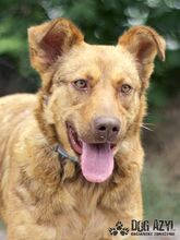 DOROTHY, Hund, Mischlingshund in Slowakische Republik - Bild 1