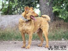 DOROTHY, Hund, Mischlingshund in Slowakische Republik - Bild 5