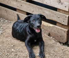 ASRIEL, Hund, Mischlingshund in Bulgarien - Bild 1