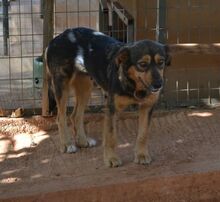 ELECTRAF, Hund, Mischlingshund in Griechenland - Bild 4