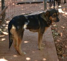 ELECTRAF, Hund, Mischlingshund in Griechenland - Bild 5