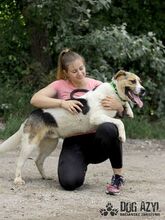 CLAYTON, Hund, Mischlingshund in Slowakische Republik - Bild 15