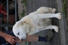 BEYONCE, Hund, Bernhardiner-Golden Retriever-Mix in Lohra-Reimershausen - Bild 3