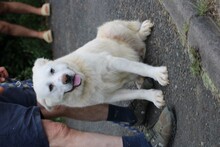 BEYONCE, Hund, Bernhardiner-Golden Retriever-Mix in Lohra-Reimershausen - Bild 4