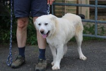 BEYONCE, Hund, Bernhardiner-Golden Retriever-Mix in Lohra-Reimershausen - Bild 5