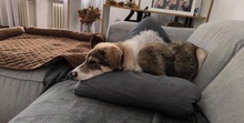 NIKON, Katze, Mischlingshund in Düsseldorf - Bild 10