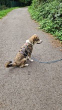 NIKON, Katze, Mischlingshund in Düsseldorf - Bild 15