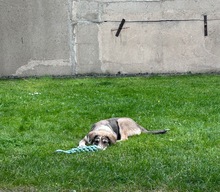 NIKON, Katze, Mischlingshund in Düsseldorf - Bild 4
