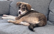 NIKON, Katze, Mischlingshund in Düsseldorf - Bild 5