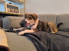 NIKON, Katze, Mischlingshund in Düsseldorf - Bild 6