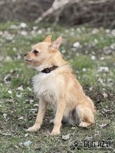 ALINO, Hund, Mischlingshund in Slowakische Republik - Bild 20