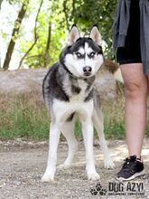 MARVIN, Hund, Mischlingshund in Slowakische Republik - Bild 14