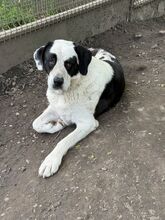 PEYTON, Hund, Mischlingshund in Slowakische Republik - Bild 18