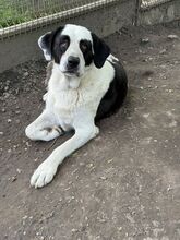 PEYTON, Hund, Mischlingshund in Slowakische Republik - Bild 19