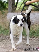 PEYTON, Hund, Mischlingshund in Slowakische Republik - Bild 2