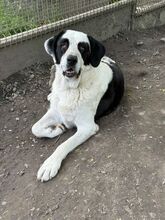 PEYTON, Hund, Mischlingshund in Slowakische Republik - Bild 20