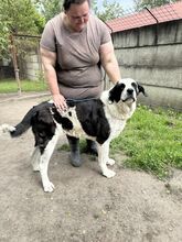 PEYTON, Hund, Mischlingshund in Slowakische Republik - Bild 22