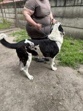 PEYTON, Hund, Mischlingshund in Slowakische Republik - Bild 23