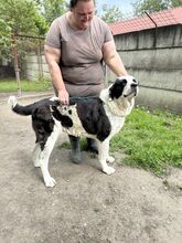 PEYTON, Hund, Mischlingshund in Slowakische Republik - Bild 24