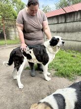 PEYTON, Hund, Mischlingshund in Slowakische Republik - Bild 25