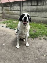 PEYTON, Hund, Mischlingshund in Slowakische Republik - Bild 26