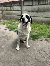 PEYTON, Hund, Mischlingshund in Slowakische Republik - Bild 27