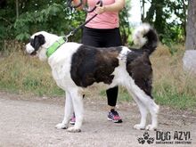 PEYTON, Hund, Mischlingshund in Slowakische Republik - Bild 3