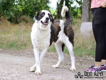 PEYTON, Hund, Mischlingshund in Slowakische Republik - Bild 6