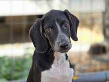 LOKI, Hund, Mischlingshund in Griechenland - Bild 1