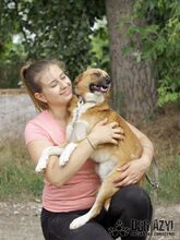 RAUL, Hund, Mischlingshund in Slowakische Republik - Bild 13