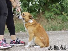 RAUL, Hund, Mischlingshund in Slowakische Republik - Bild 6