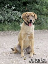 SPOOKY, Hund, Mischlingshund in Slowakische Republik - Bild 11