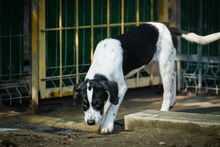 INFANTA, Hund, Mischlingshund in Velbert - Bild 11