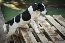 INFANTA, Hund, Mischlingshund in Velbert - Bild 12