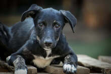 IGLIKA, Hund, Mischlingshund in Bulgarien - Bild 1